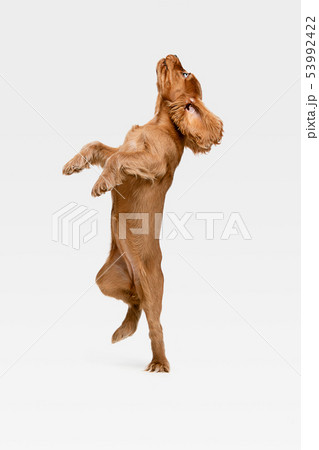Studio shot of english cocker spaniel dog isolated on white studio background Studio shot of english cocker spaniel dog isolated on white studio background 53992422