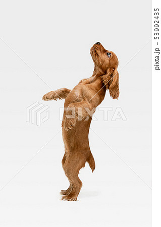 Studio shot of english cocker spaniel dog isolated on white studio background Studio shot of english cocker spaniel dog isolated on white studio background 53992435
