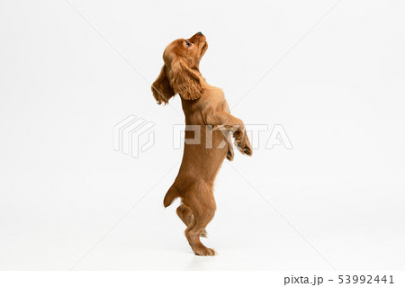 Studio shot of english cocker spaniel dog isolated on white studio background 53992441