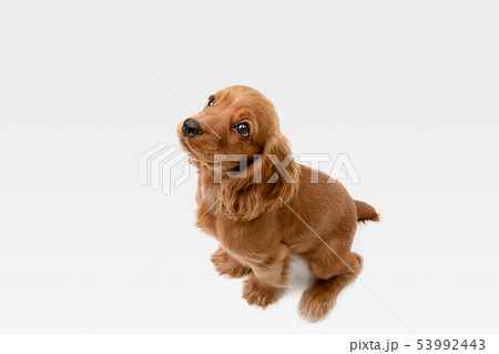 Studio shot of english cocker spaniel dog isolated on white studio background 53992443