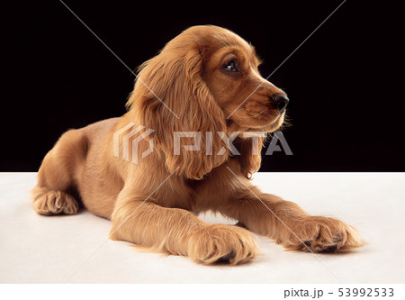 Studio shot of english cocker spaniel dog isolated on black studio background Studio shot of english cocker spaniel dog isolated on black studio background 53992533
