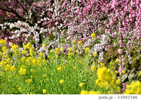 岡山井原市の野上町の花桃の里 岡山井原市の野上町の花桃の里 53992586