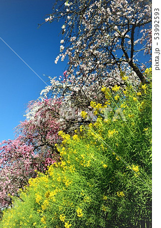 岡山井原市の野上町の花桃の里 岡山井原市の野上町の花桃の里 53992593