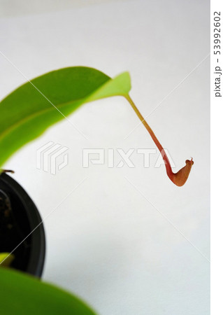 自然の驚異　ウツボカズラ 53992602