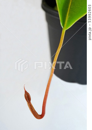 自然の驚異　ウツボカズラ 53992603