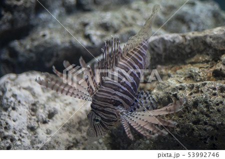 Sea lion fish Sea lion fish 53992746