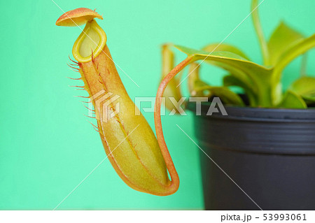 自然の造形美　ウツボカズラ 53993061