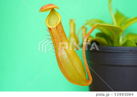 自然の造形美 ウツボカズラ 自然の造形美 ウツボカズラ 53993064