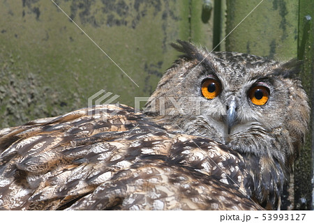 みみずく1 53993127