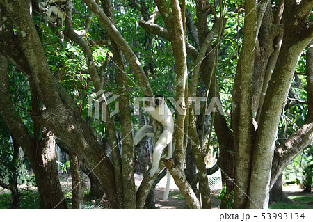 ベロ―シファカ ベロ―シファカ 53993134