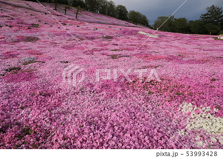 太陽の丘えんがる公園の芝ざくら（2019年） 53993428