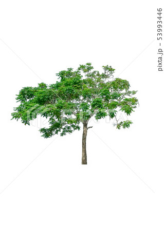 tree and leaf beautiful on white background 53993446