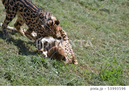 じゃれあうチーター 53993596