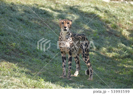 佇んでいるキングチーター 53993599