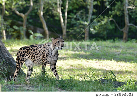 草原にいるような感じのチーター 53993603