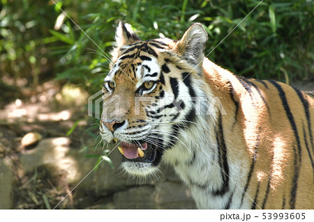 トラ左向き顔アップの写真素材