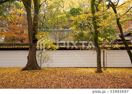 秋の糺の森 53993697