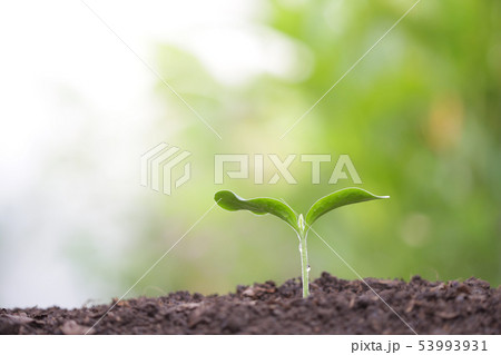 Young green plant growing Young green plant growing 53993931