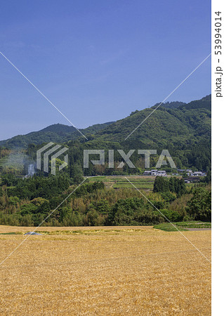 大麦畑と里山 大麦畑と里山 53994014