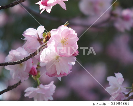 さくら・ベニユタカ 53994365