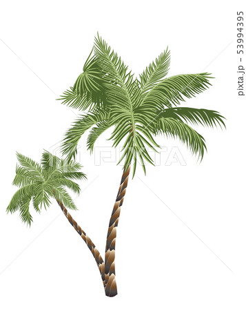 Two Palm Trees Two Palm Trees 53994395