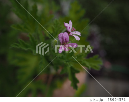 蚊嫌草 蚊嫌草 53994571