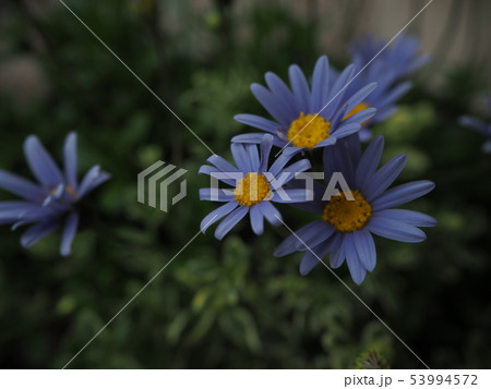 ブルーデージー ブルーデージー 53994572