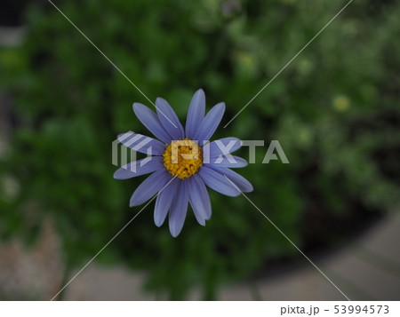 ブルーデージー ブルーデージー 53994573