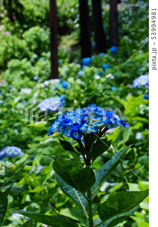 救馬溪観音の紫陽花 和歌山県西牟婁郡上富田町の写真素材