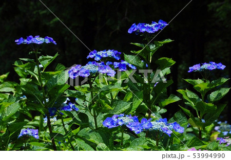 救馬溪観音の紫陽花 和歌山県西牟婁郡上富田町 救馬溪観音の紫陽花 和歌山県西牟婁郡上富田町 53994990