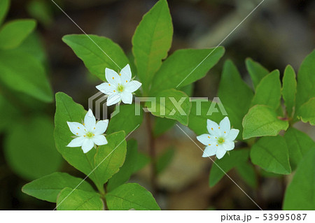 ツマトリソウ 53995087