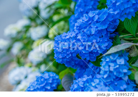 紫陽花 53995272