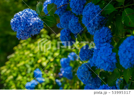 紫陽花 紫陽花 53995317