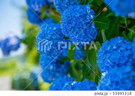 紫陽花 紫陽花 53995318