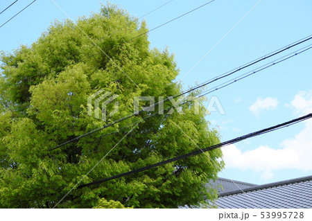 ジャイアントツリー 53995728