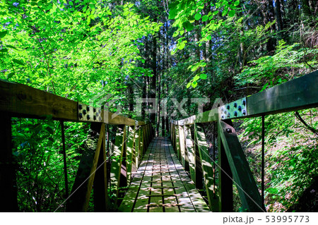 武甲山登山道 （表参道コース） 53995773