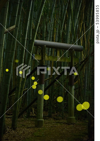 鳥居と姫蛍 鳥居と姫蛍 53995855