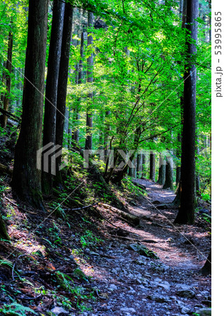 武甲山登山道 (表参道コース) 武甲山登山道 (表参道コース) 53995865