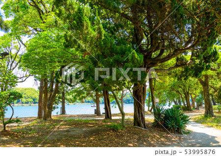 都会のオアシス 初夏の大濠公園【福岡県】 都会のオアシス 初夏の大濠公園【福岡県】 53995876
