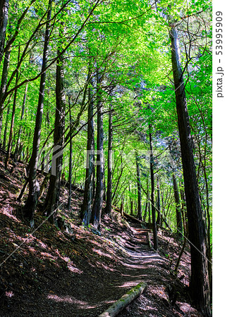 武甲山登山道 （表参道コース） 53995909