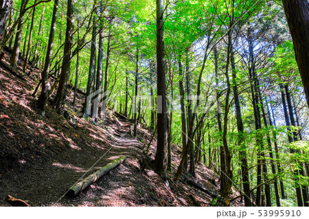 武甲山登山道 (表参道コース) 武甲山登山道 (表参道コース) 53995910
