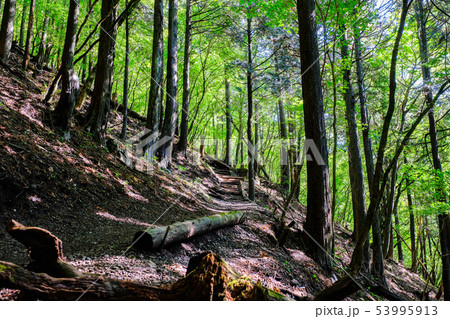 武甲山登山道 (表参道コース) 武甲山登山道 (表参道コース) 53995913