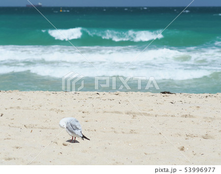 西オーストラリア・スカボローのビーチ / Scarborough beach, Australia 西オーストラリア・スカボローのビーチ / Scarborough beach, Australia 53996977