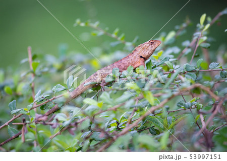 red lizard holding in green branch 53997151