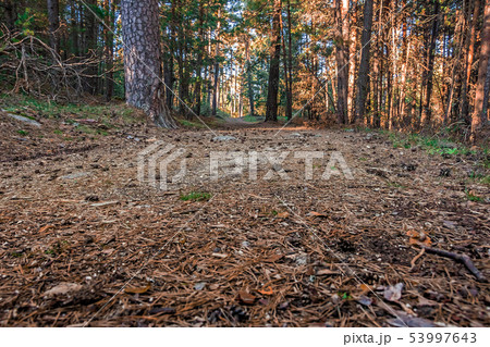 Path in a forest of wild pines with the last rays 53997643