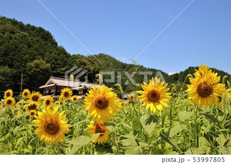ひまわり畑と新緑 53997805
