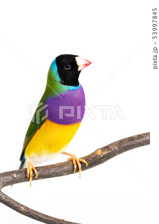 Gouldian finch Bird Gouldian finch Bird 53997845