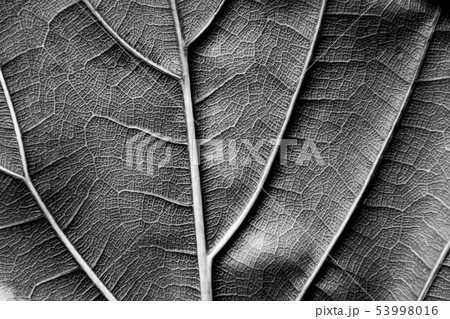 texture - reverse dry leaf of ficus lyrata black w texture - reverse dry leaf of ficus lyrata black w 53998016