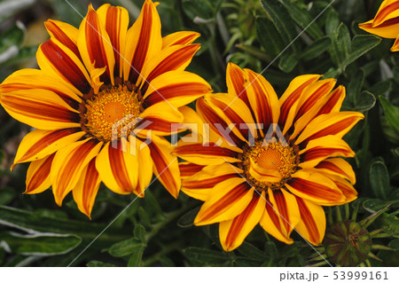 ガザニア 53999161