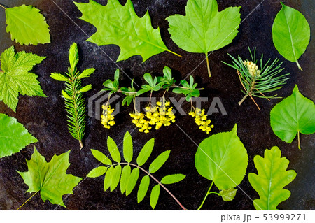 Green leaves pattern on white background. Flat lay. 53999271